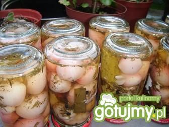 Cebulka z przyprawą do kwaszenia ogórków Cebulka z przyprawą do kwaszenia ogórków