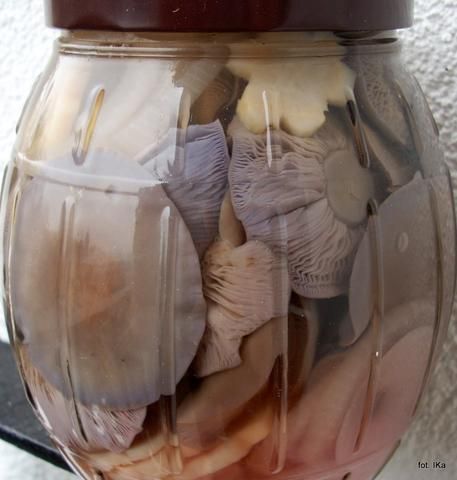 Gąsówki nagie marynowane Gąsówki nagie marynowane