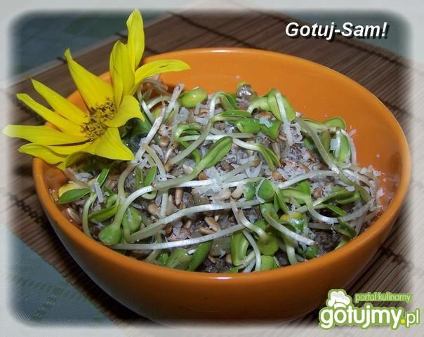 Gryczanka słonecznikowa