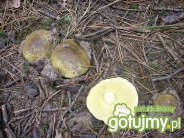 Grzyby solone 