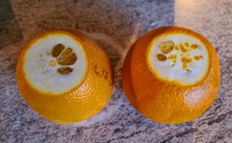 Kandyzowana skórka pomarańczowa