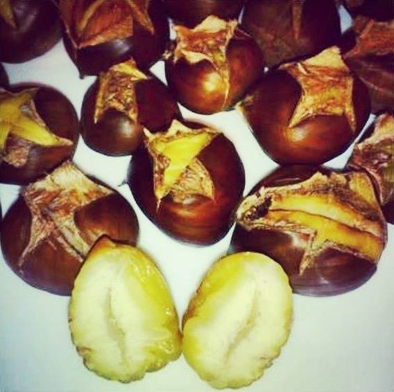 Kasztany jadalne