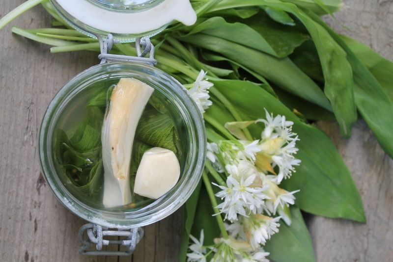 Kiszony czosnek niedźwiedzi