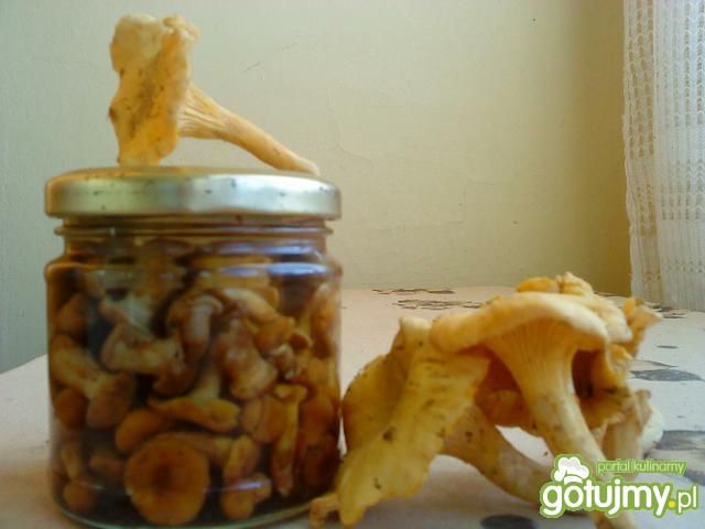 Kurki marynowane Kurki marynowane