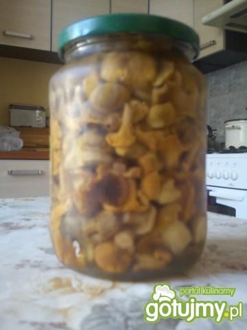 Marynowane kurki wg TheKajtex Marynowane kurki wg TheKajtex