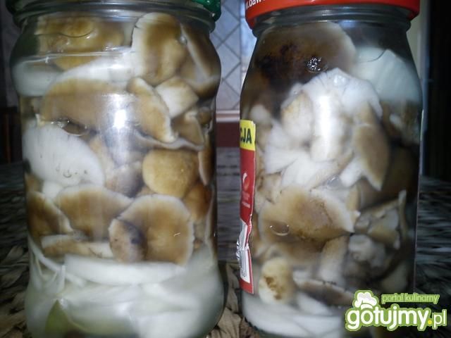 Marynowane opieńki 3