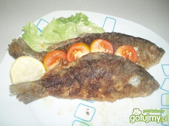 Młody karp królewski Młody karp królewski