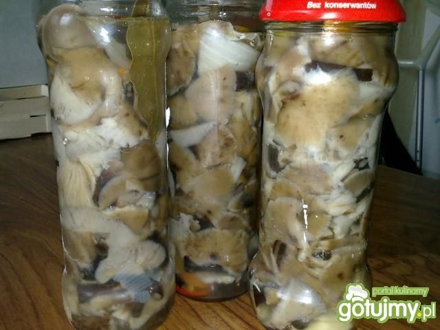 Moje opieńki marynowane w occie