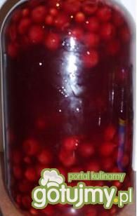 Naleka wiśniowa Naleka wiśniowa