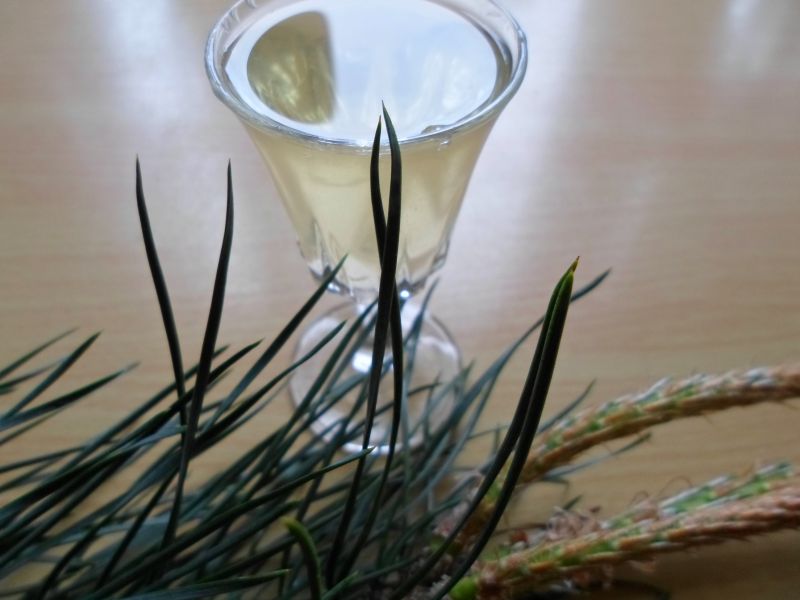 Nalewka sosnowa