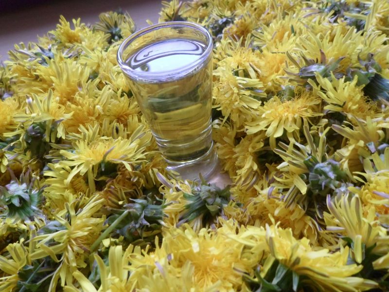 Nalewka z kwiatów mniszka