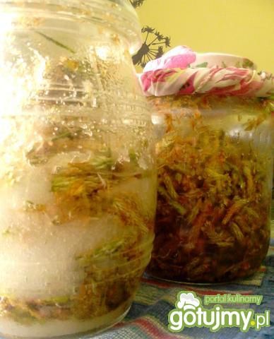 Nalewka z pędów sosny Nalewka z pędów sosny