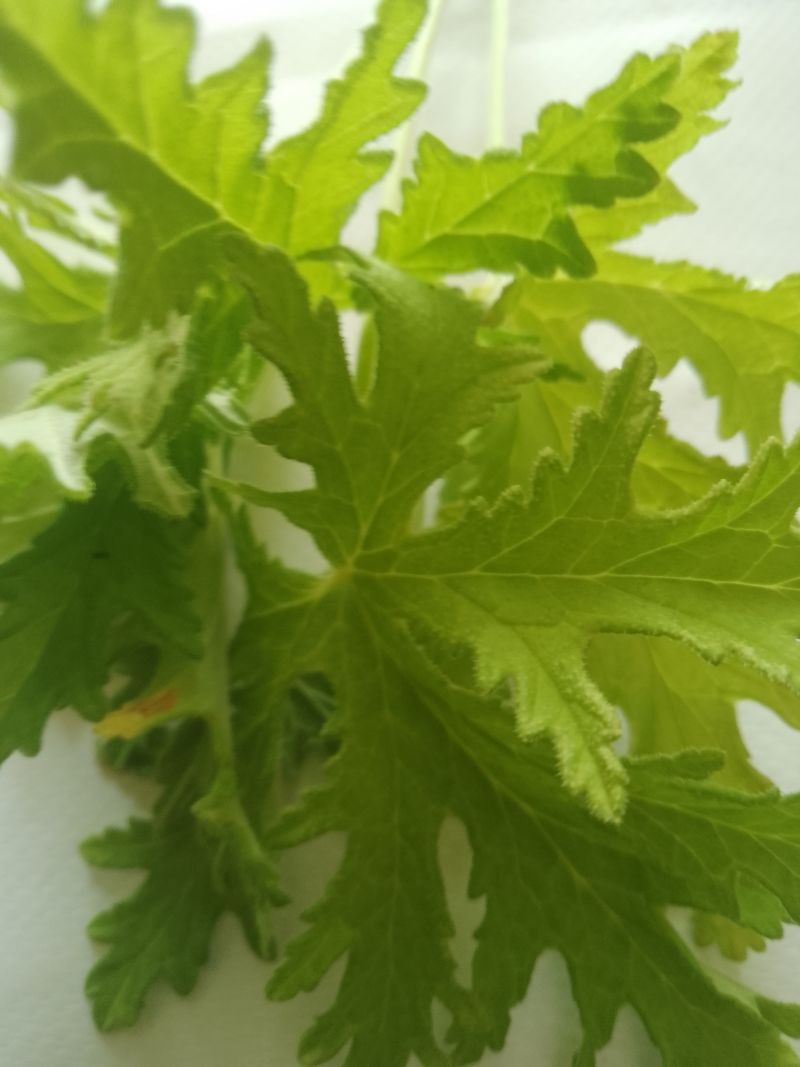 Napar z sześciu ziół