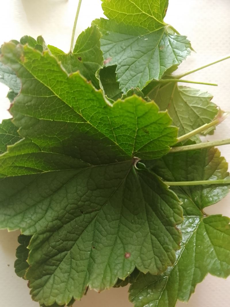 Napar z sześciu ziół