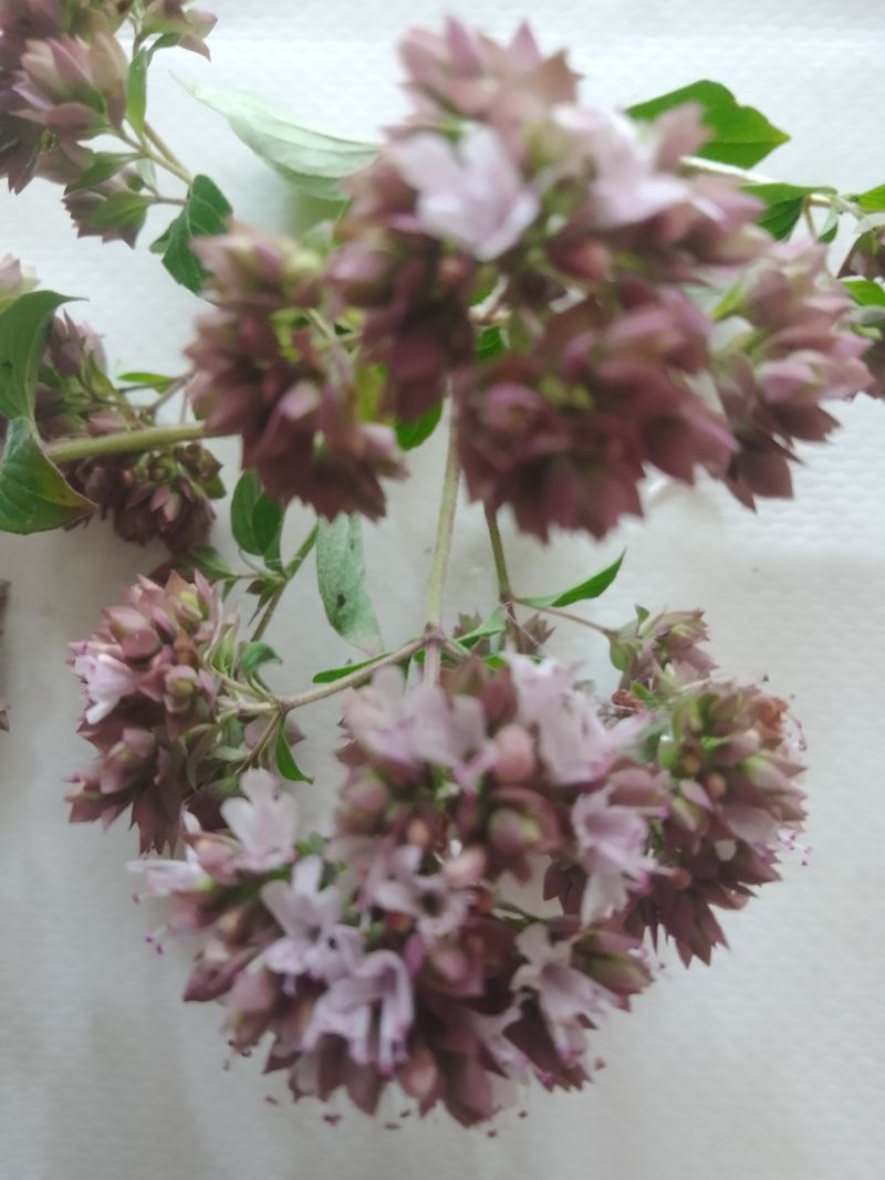 Napar z sześciu ziół