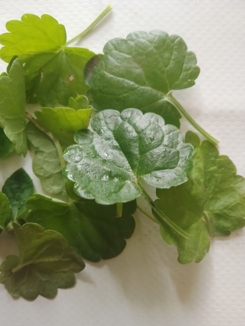 Napar z sześciu ziół