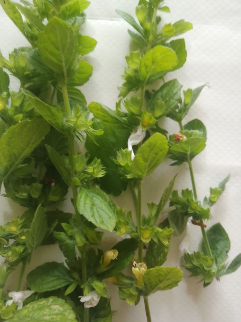 Napar z sześciu ziół