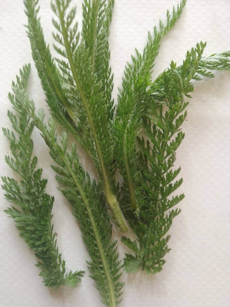 Napar z sześciu ziół