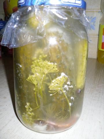 ogórki kiszone ogórki kiszone