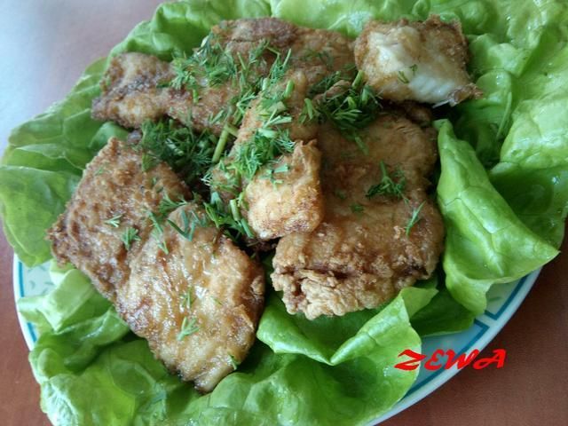 Ostrygowa panga Ostrygowa panga