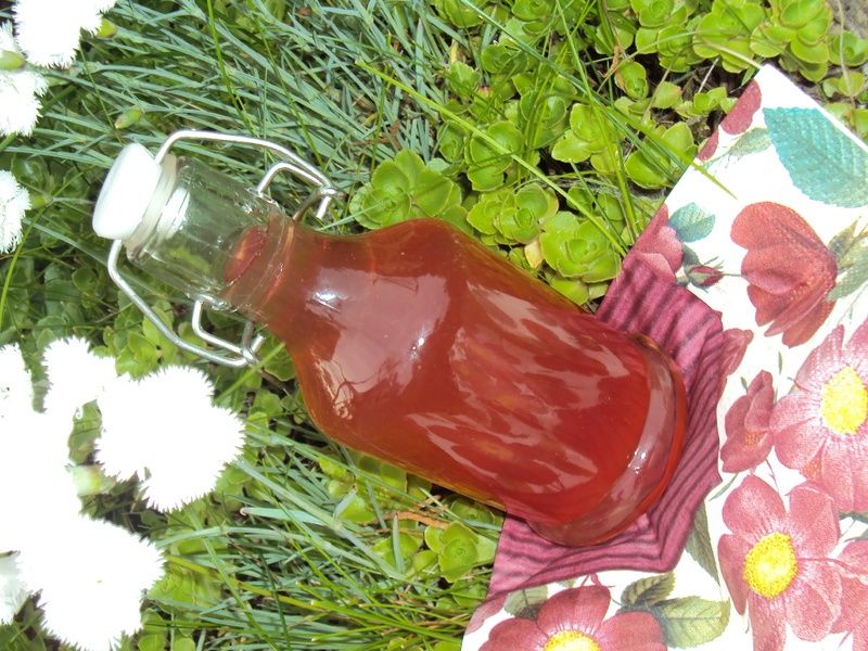 Rabarbarówka Rabarbarówka