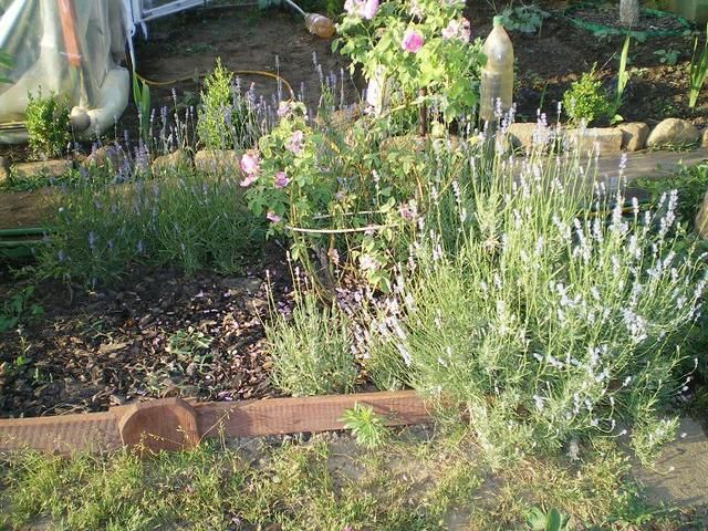  Róża - płatki w syropie