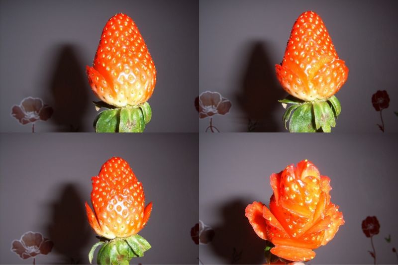 Róża w tajemniczym ogrodzie Róża w tajemniczym ogrodzie