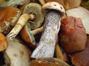 Rydze lub borowiki kwaszone Rydze lub borowiki kwaszone