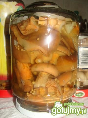Rydze marynowane w zalewie octowej Rydze marynowane w zalewie octowej
