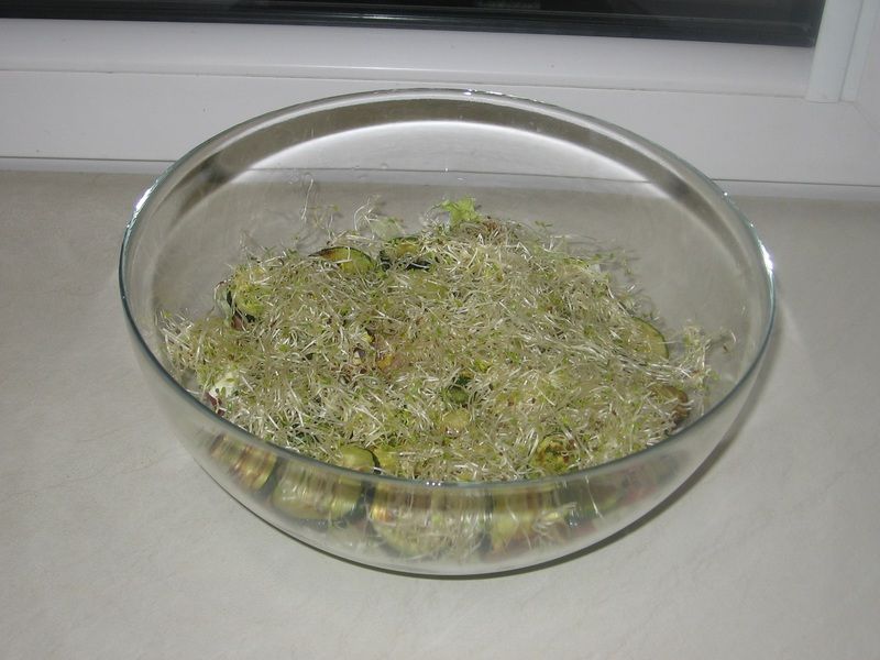 Sałatka z szynką parmeńską i pieczoną cukinią