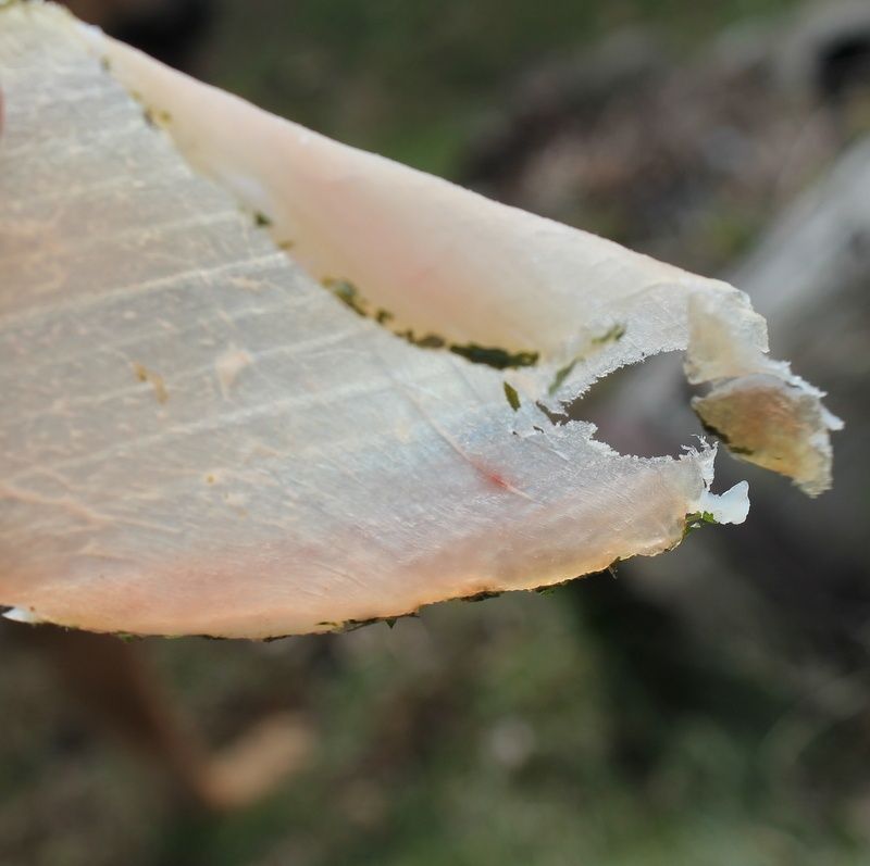 Schab suszaony w czosku niedźwiedzim