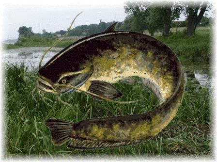 Sum smażony Sum smażony