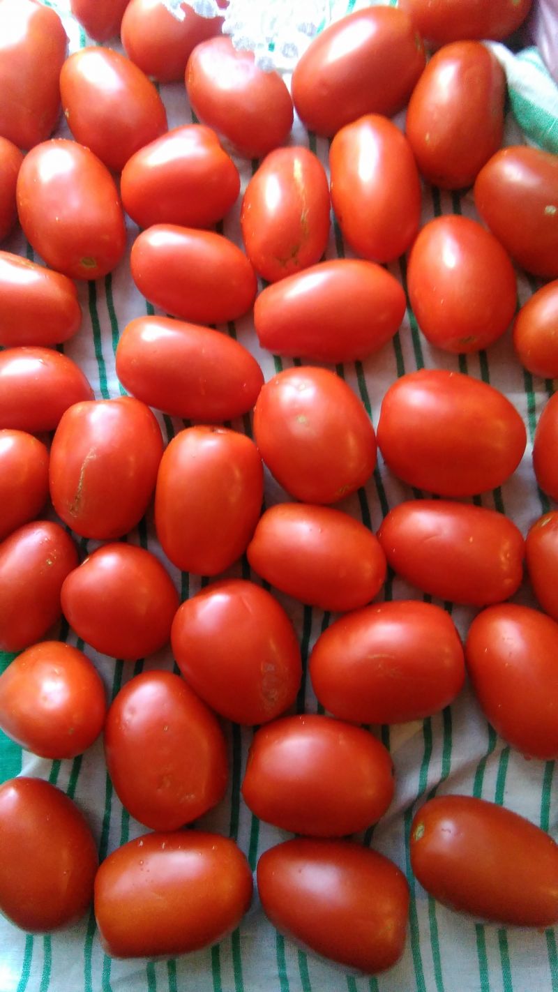 Suszone pomidory z czosnkiem i bazylią
