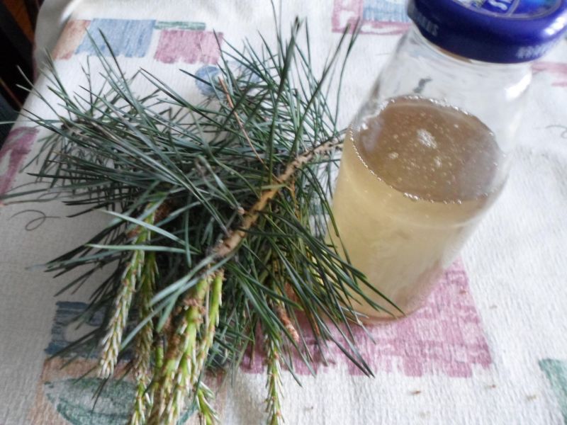 Syrop sosonowy z młodych pędów Syrop sosonowy z młodych pędów
