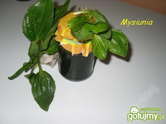 Syrop z babki lancetowatej 