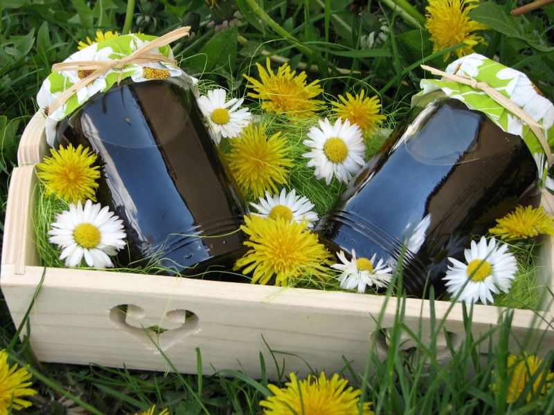 Syrop z mniszka Syrop z mniszka