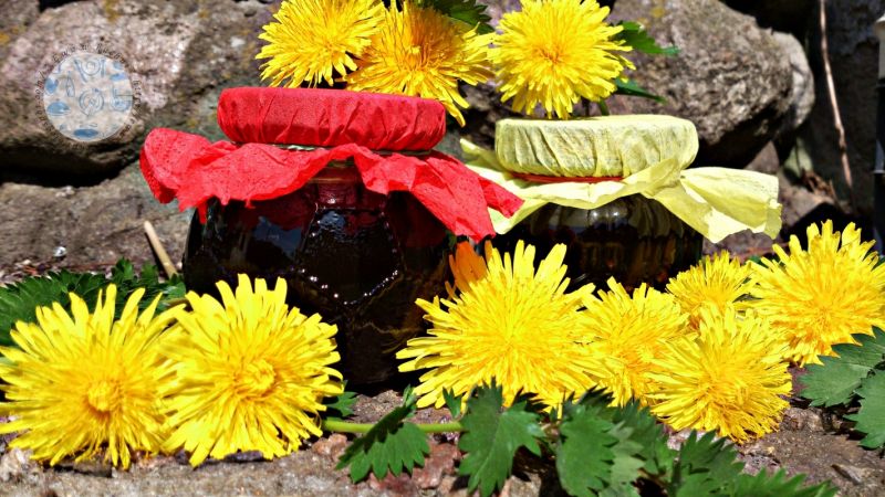 Syrop z mniszka lekarskiego Syrop z mniszka lekarskiego