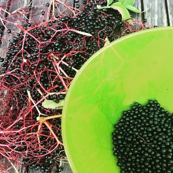 Syrop z owoców czarnego bzu Syrop z owoców czarnego bzu