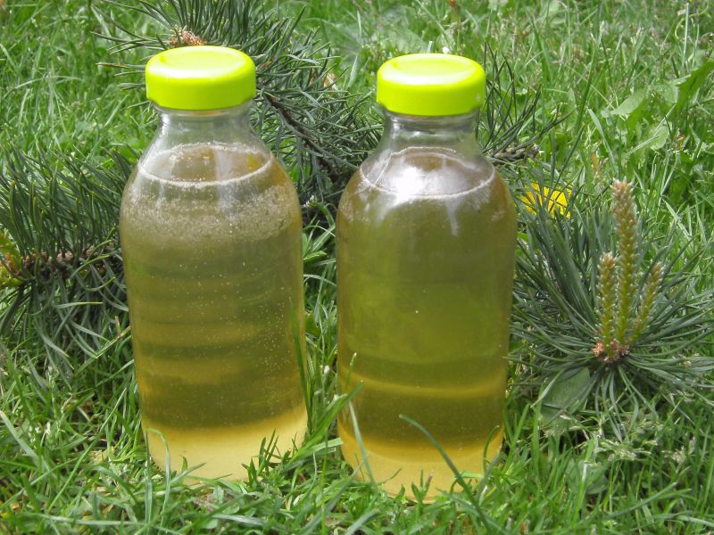Syrop z pędów sosny