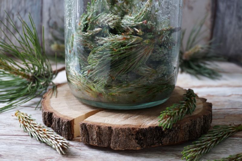 Syrop z pędów sosny Syrop z pędów sosny