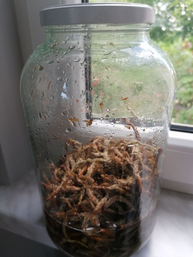 Syrop z pędów sosny