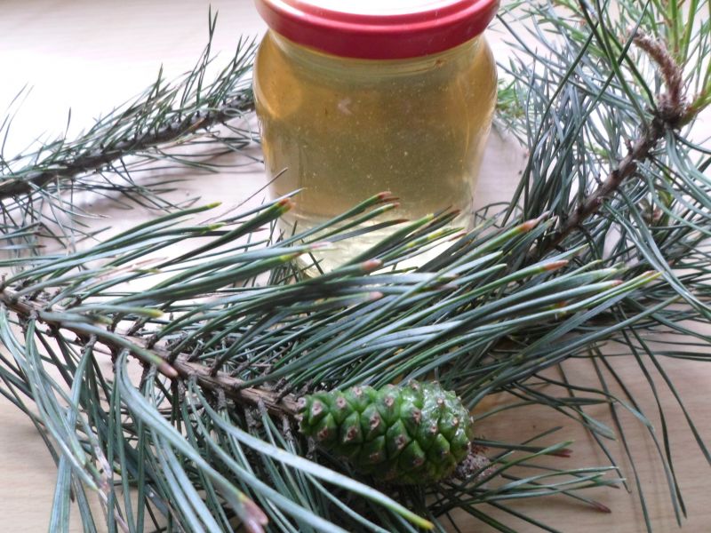 Syrop z zielonych szyszek sosnowych Syrop z zielonych szyszek sosnowych