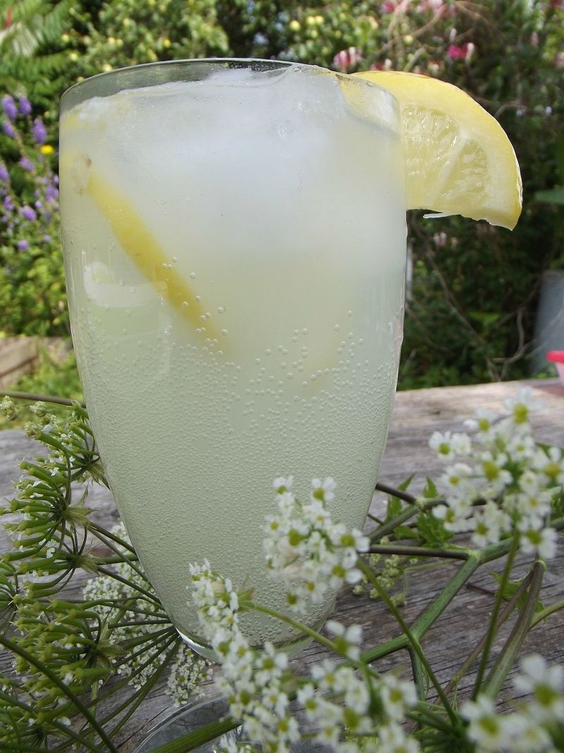 "Szampan" z kwiatów czarnego bzu "Szampan" z kwiatów czarnego bzu