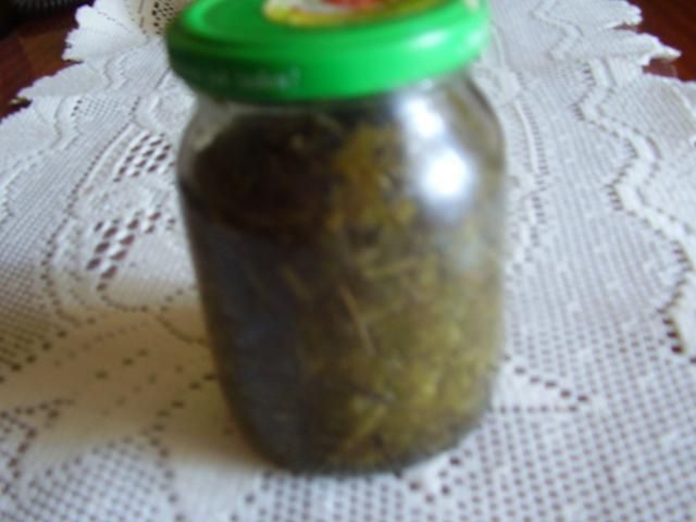 Szczaw  na zimę Szczaw  na zimę