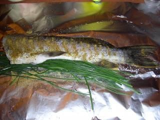 Szczupak z grilla  Szczupak z grilla