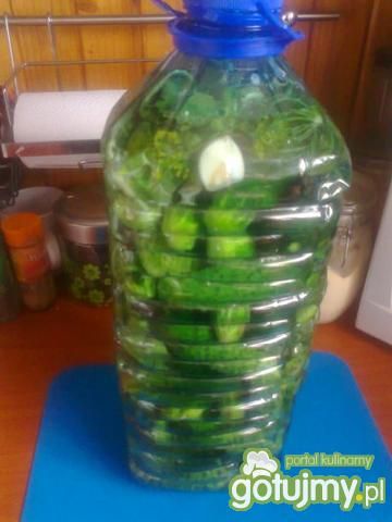 Turystyczne ogórki małosolne  Turystyczne ogórki małosolne