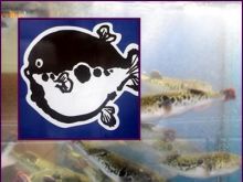 Fugu - trujący przysmak azjatycki