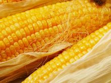 Gotowanie kukurydzy w kolbach
