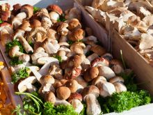  Gdzie nie wolno kupować grzybów?