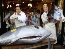 Najdroższy tuńczyk na świecie